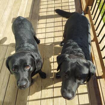 COLE & CHANCE—BONDED PAIR-COURTESY POST—LELRR LABS -  Black Labrador Retriever Dog for Adoption in Medina, Ohio - COLE & CHANCE—BONDED PAIR-COURTESY POST—LELRR LABS | PetCurious