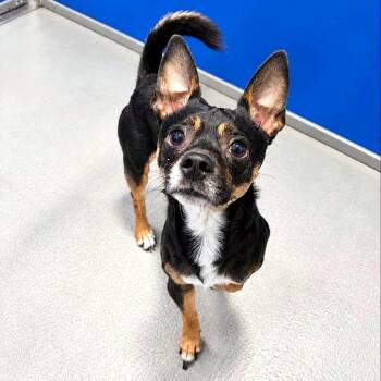 Jacques -  Miniature Pinscher and Chihuahua Dog for Adoption in Boerne, Texas - Jacques | PetCurious