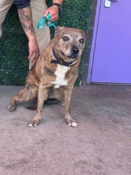 61260424 -  Boerboel and Mixed Breed Dog for Adoption in El Paso, Texas - 61260424 | PetCurious
