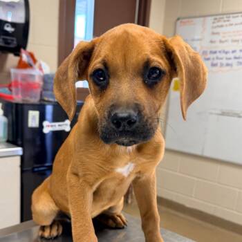 Labrador Retriever Dogs Available for Adoption in San Antonio, Texas - Autumn | PetCurious