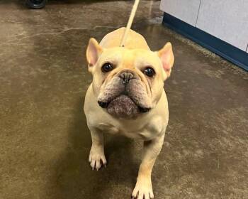 Kobe -  French Bulldog Dog for Adoption in Rockwall, Texas - Kobe | PetCurious
