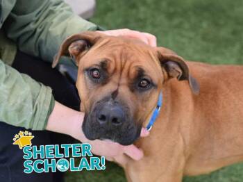 Milky Way -  Mixed Breed and Bullmastiff Dog for Adoption - Milky Way | PetCurious
