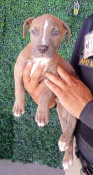 Bowie -  Pit Bull Terrier and Mixed Breed Dog for Adoption in El Paso, Texas - Bowie | PetCurious