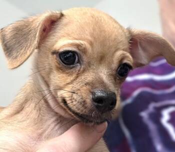 Hera -  Chihuahua Dog for Adoption in Savannah, Georgia - Hera | PetCurious