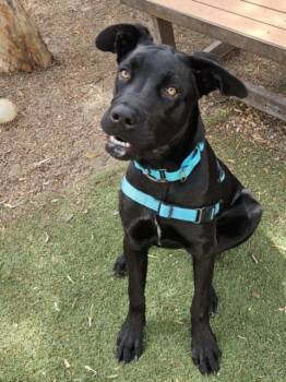 ROXY -  Labrador Retriever and Cane Corso Dog for Adoption in Hayward, California - ROXY | PetCurious
