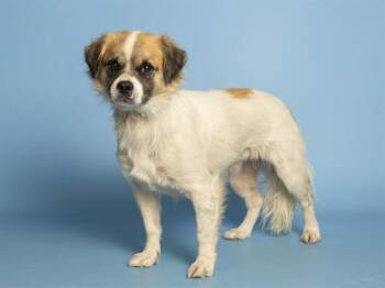 MILO -  Brittany Spaniel Dog for Adoption in Phoenix, Arizona - MILO | PetCurious