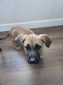 HAZEL -  Shepherd Dog for Adoption in Broomfield, Colorado - HAZEL | PetCurious