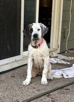 Nana -  Saint Bernard Dog for Adoption in Penryn, California - Nana | PetCurious