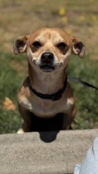 PINKY -  Chihuahua Dog for Adoption in San Francisco, California - PINKY | PetCurious