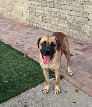 Flume -  Cane Corso and Mastiff Dog for Adoption in Lafayette, California - Flume | PetCurious