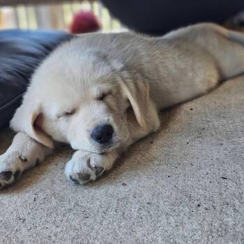 Axl -  Yellow Labrador Retriever and Great Pyrenees Dog for Adoption in Boerne, Texas - Axl | PetCurious