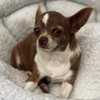 Chihuahua Dogs Available for Adoption in Goleta, California - Coco | PetCurious