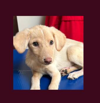 Peanut -  Mixed Breed and Australian Cattle Dog Blue Heeler Dog for Adoption in Lake Geneva, Wisconsin - Peanut | PetCurious