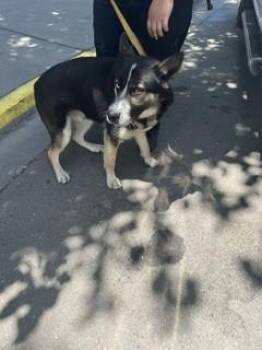 German Shepherd Dog Dogs Available for Adoption in Stockton, California - GAMBINO | PetCurious