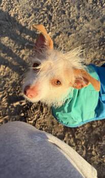 Border Terrier and Chihuahua Dogs Available for Adoption in Friendswood, Texas - Huckle Your Mini BFF | PetCurious