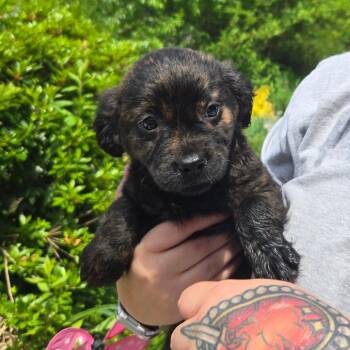 CT Taylor avail Jun 13 (Four Town Craft Fair- Somers, CT) -  Shepherd and Mixed Breed Dog for Adoption in Stormville, New York - CT Taylor Avail Jun 13 (Four Town Craft Fair- Somers, CT) | PetCurious