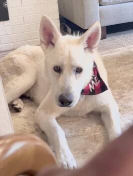 Snowflake -  White German Shepherd Dog for Adoption in Thornton, Colorado - Snowflake | PetCurious