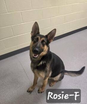 German Shepherd Dog and Mixed Breed Dogs Available for Adoption in Albertville, Alabama - Rosie | PetCurious
