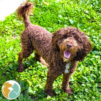 Colby -  Poodle and Mixed Breed Dog for Adoption in Toledo, Ohio - Colby | PetCurious
