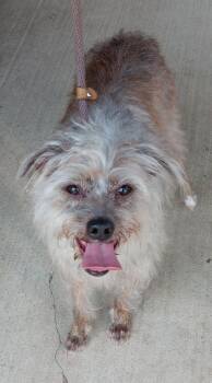 Rescue Terrier Dogs for Adoption in Springfield, Ohio - Bear | PetCurious