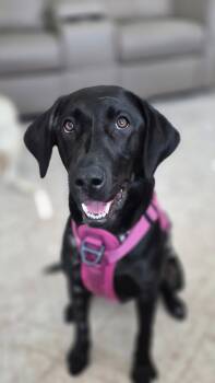 Lilly -  Labrador Retriever Dog for Adoption in Midway, Utah - Lilly | PetCurious