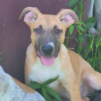 Foster CLOVER -  Terrier Dog for Adoption in Oswego, Illinois - Foster CLOVER | PetCurious