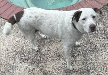 Lola -  Labrador Retriever and Mixed Breed Dog Available for Adoption in Park Row, Texas - Lola | PetCurious