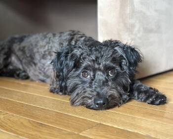 Frankie -  Poodle Dog for Adoption - Frankie | PetCurious