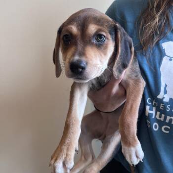 Raven -  Hound Dog for Adoption in Chesapeake, Virginia - Raven | PetCurious