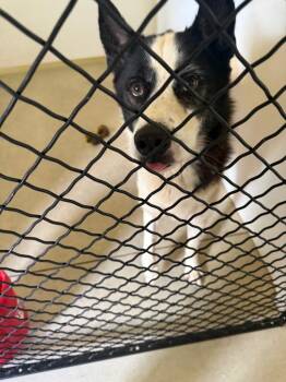Apollo -  Husky and Akita Dog for Adoption in Winchester, Indiana - Apollo | PetCurious