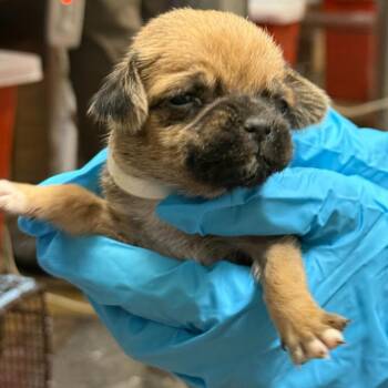 Sasha -  Chihuahua and Pug Dog for Adoption in San Antonio, Texas - Sasha | PetCurious