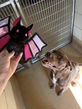Biscoff -  Chocolate Labrador Retriever Dog for Adoption in Murphy, Texas - Biscoff | PetCurious
