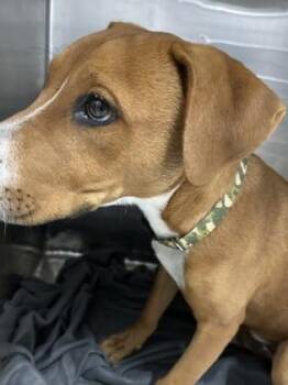 61738920 -  Labrador Retriever and Mixed Breed Dog for Adoption in El Paso, Texas - 61738920 | PetCurious