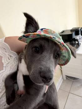 Collie and Labrador Retriever Dogs Available for Adoption in Southaven, Mississippi - JUNIE B | PetCurious