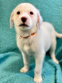 Marie -  Australian Shepherd and Mixed Breed Dog for Adoption in Urbandale, Iowa - Marie | PetCurious