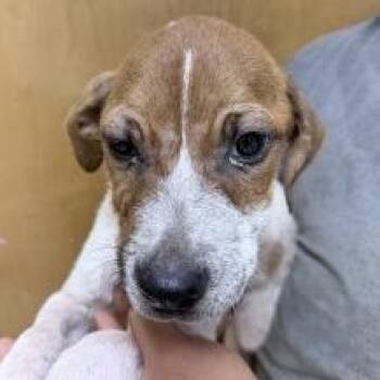 Ozark-5369 -  Terrier and Mixed Breed Dog for Adoption in Tyler, Texas - Ozark-5369 | PetCurious