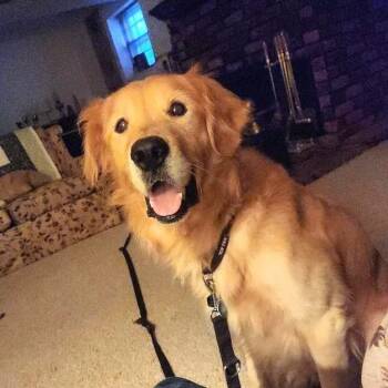 Sunny -  Golden Retriever Dog for Adoption in Louisville, Kentucky - Sunny | PetCurious