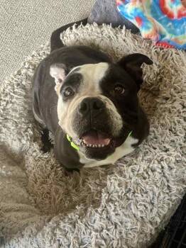 American Bulldog Dogs Available for Adoption - Sweetie (2025) | PetCurious