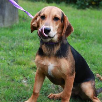 CT Marby -  Beagle and Mixed Breed Dog for Adoption in Eastford, Connecticut - CT Marby | PetCurious