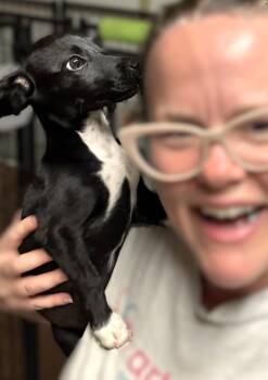 Hound Dogs Available for Adoption in Savannah, Georgia - Misty | PetCurious