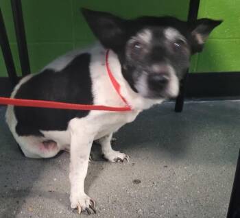 Chihuahua Dogs Available for Adoption in Lawrenceville, Georgia - Pen 236c | PetCurious
