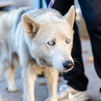 Rescue Husky Dogs for Adoption in Oakland, California - Alba | PetCurious
