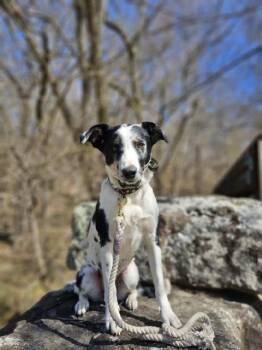 Australian Cattle Dog Blue Heeler Dogs Available for Adoption in Fayetteville, Arkansas - Nova | PetCurious