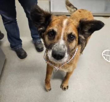 Beverly -  Australian Shepherd Dog for Adoption in Bloomington, Indiana - Beverly | PetCurious