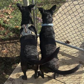 Rocz -  Shepherd and Mixed Breed Dog for Adoption in Waynesburg, Pennsylvania - Rocz | PetCurious