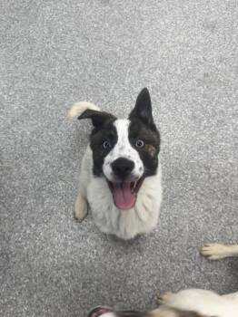 Husky and German Shepherd Dog Dogs Available for Adoption - Minnie | PetCurious