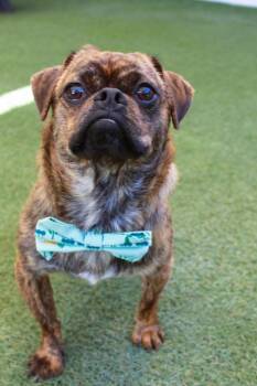 Kaleo -  Pug and Chihuahua Dog for Adoption in Gardena, California - Kaleo | PetCurious