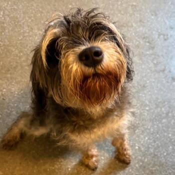 Polly -  Schnauzer and Mixed Breed Dog for Adoption in Metamora, Michigan - Polly | PetCurious