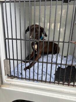 Tailz -  Mixed Breed Dog for Adoption in Mobile, Alabama - Tailz | PetCurious