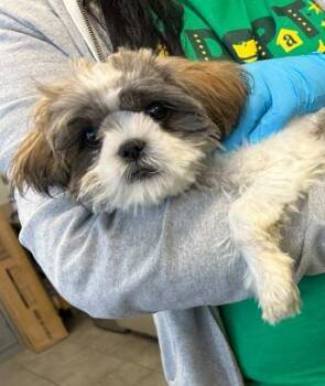 Shih Tzu Dogs Available for Adoption in San Antonio, Texas - ALISTAIR | PetCurious